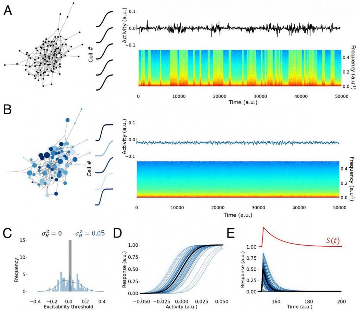 Figure 1 of Hutt, Rich et. al. PNAS 2023, showcasing that balanced networks of heterogeneous neurons display more consistent dynamics than those of homogeneous neurons, which stochastically transition into periods of high frequency activity.