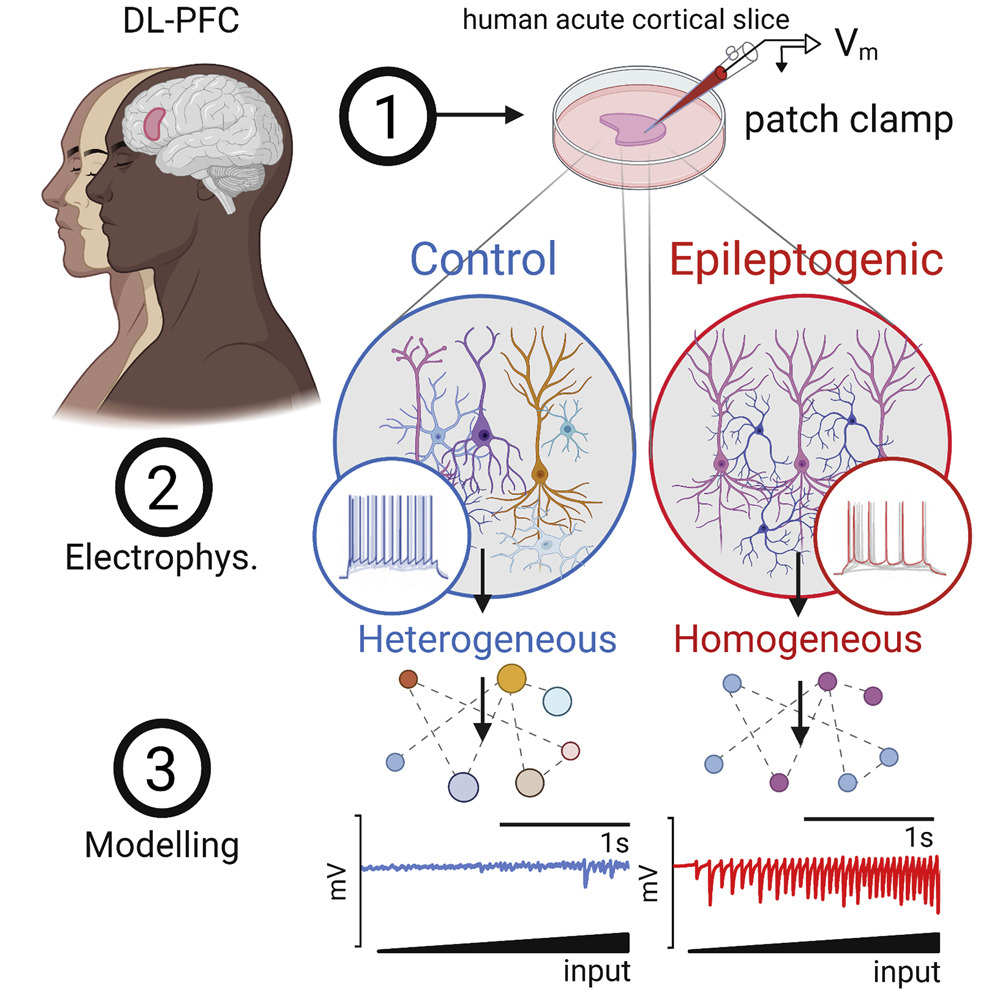 A graphical abstract of work by Rich et. al. published in Cell Reports in 2022. Cells taken from epileptogenic regions of the brain show reduced heterogeneity in their excitability than those taken from control brain regions as characterized via patch clamp recordings. When implemented in computational models, systems with reduced heterogeneity show dynamics reminiscent of seizure activity.
